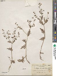 Eucrypta chrysanthemifolia image