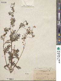 Eucrypta chrysanthemifolia image