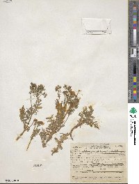 Eucrypta chrysanthemifolia image