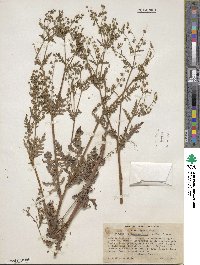 Eucrypta chrysanthemifolia image