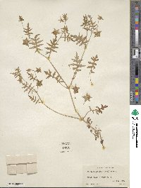 Ellisia nyctelea image