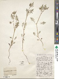 Ellisia nyctelea image