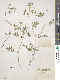 Ellisia nyctelea image