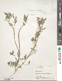 Ellisia nyctelea image