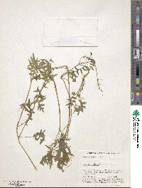 Ellisia nyctelea image