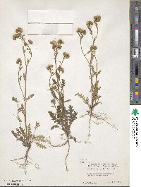 Phacelia brachyloba image