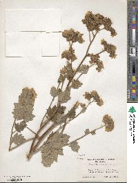 Phacelia bolanderi image