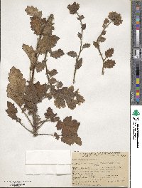 Phacelia bolanderi image