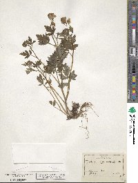 Phacelia bipinnatifida image