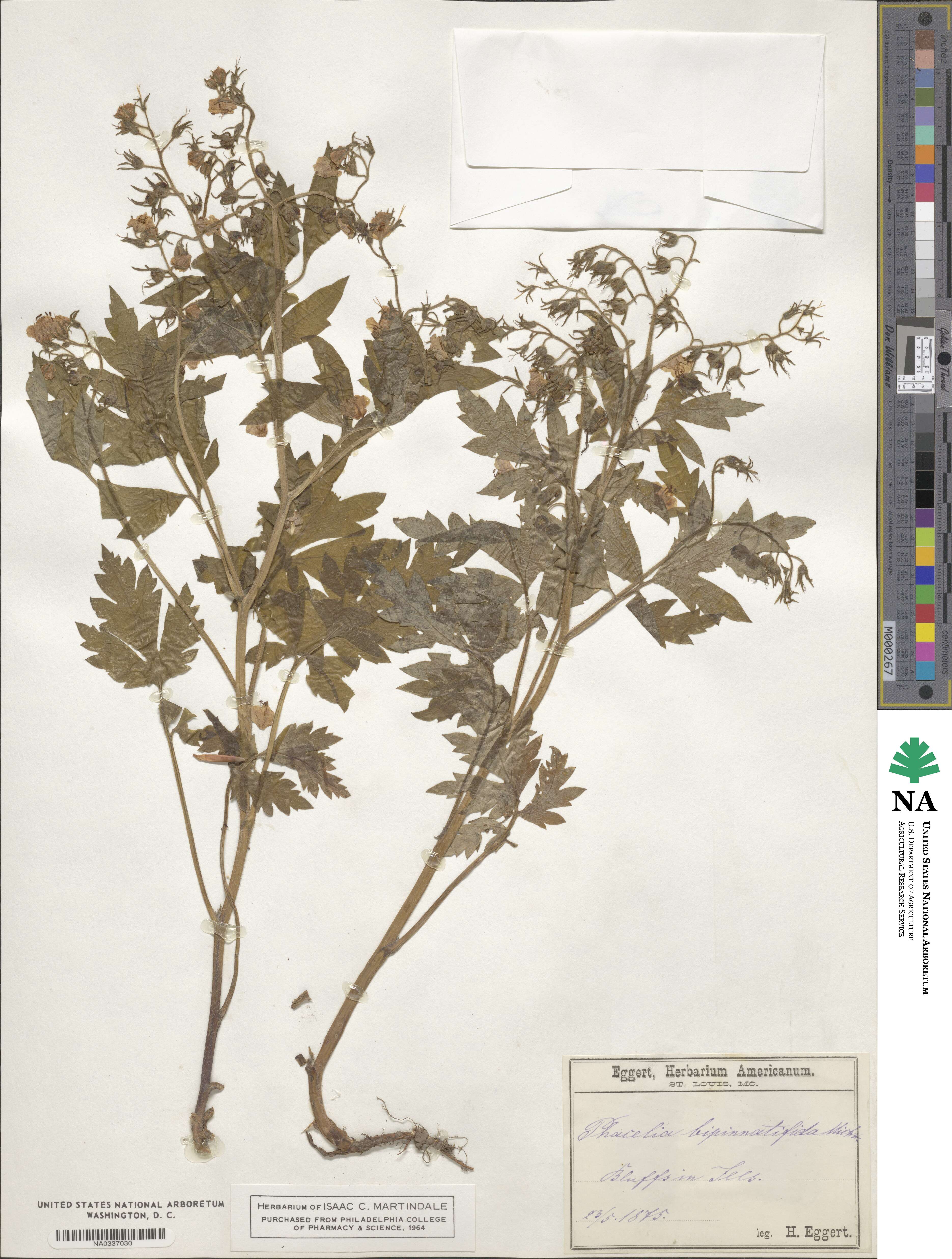 Phacelia bipinnatifida image