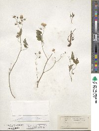 Phacelia bipinnatifida image