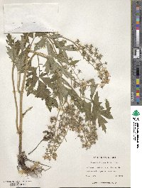 Phacelia bipinnatifida image