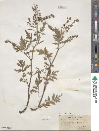 Phacelia bipinnatifida image