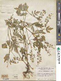 Phacelia bipinnatifida image