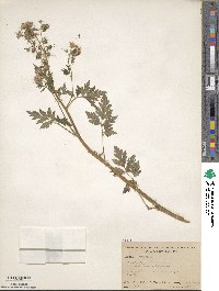 Phacelia bipinnatifida image