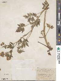 Phacelia bipinnatifida image