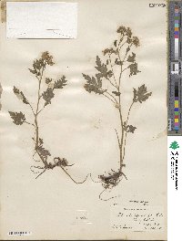 Phacelia bipinnatifida image