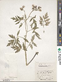 Phacelia bipinnatifida image