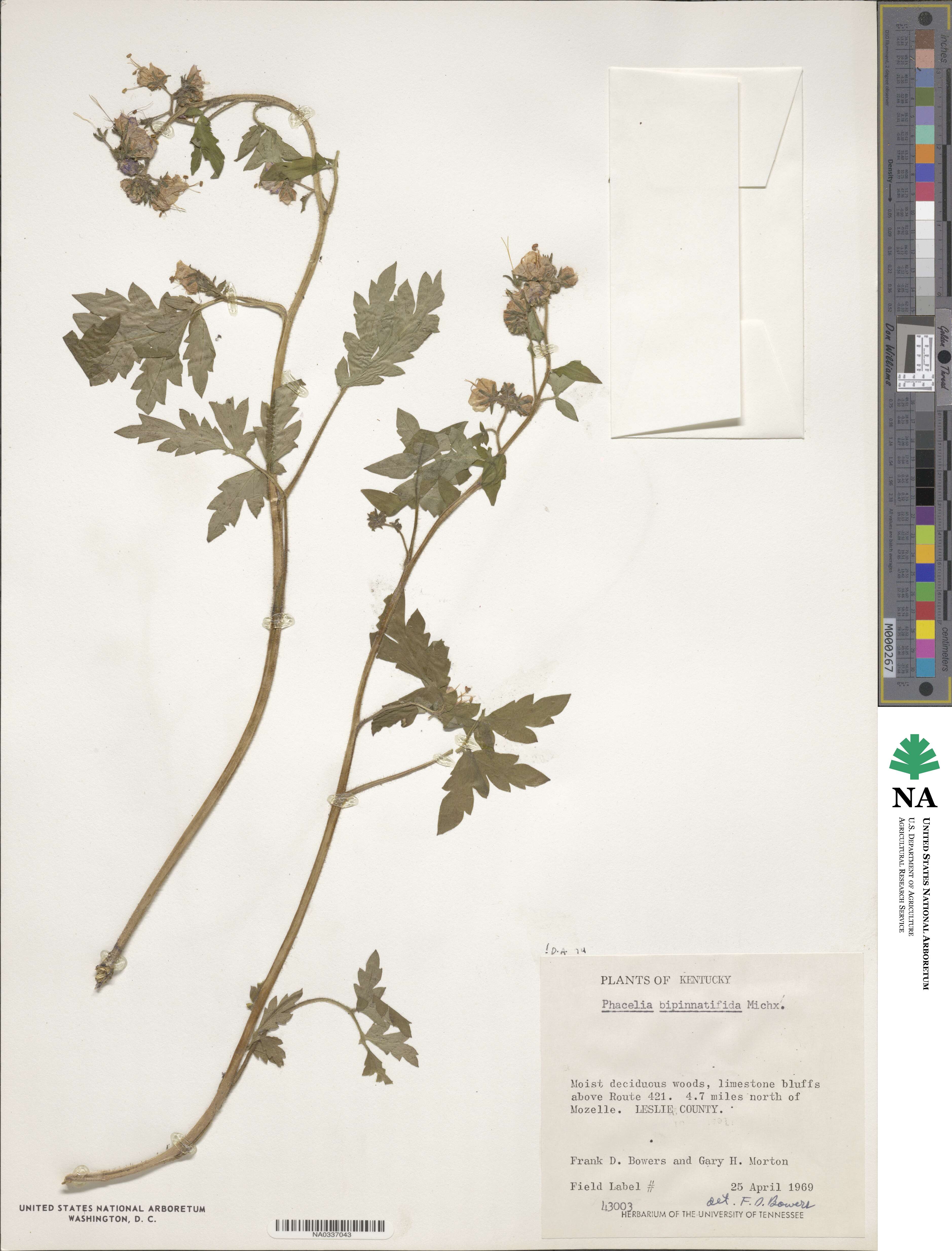 Phacelia bipinnatifida image