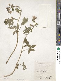 Phacelia bipinnatifida image