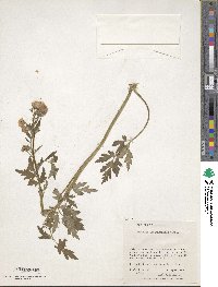 Phacelia bipinnatifida image