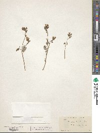 Phacelia bicolor image