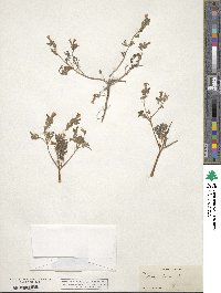 Phacelia bicolor image