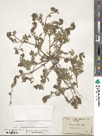 Phacelia bicolor image