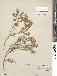 Phacelia bicolor image