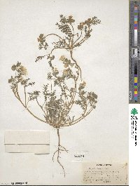 Phacelia bicolor image