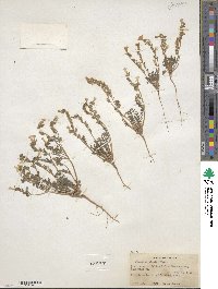 Phacelia bicolor image