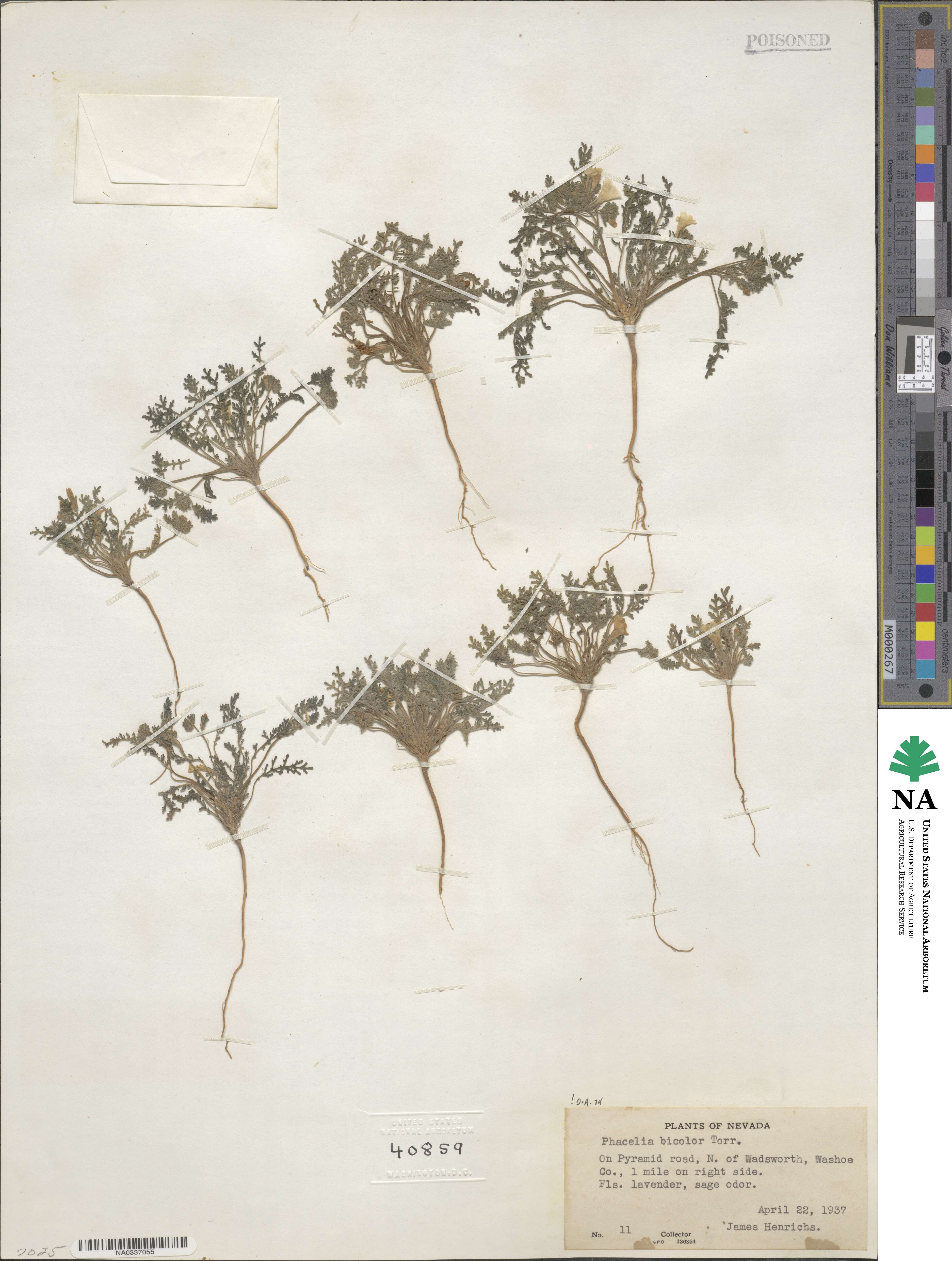 Phacelia bicolor image