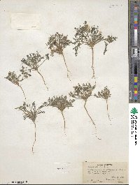 Phacelia bicolor image