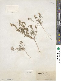 Phacelia bicolor image