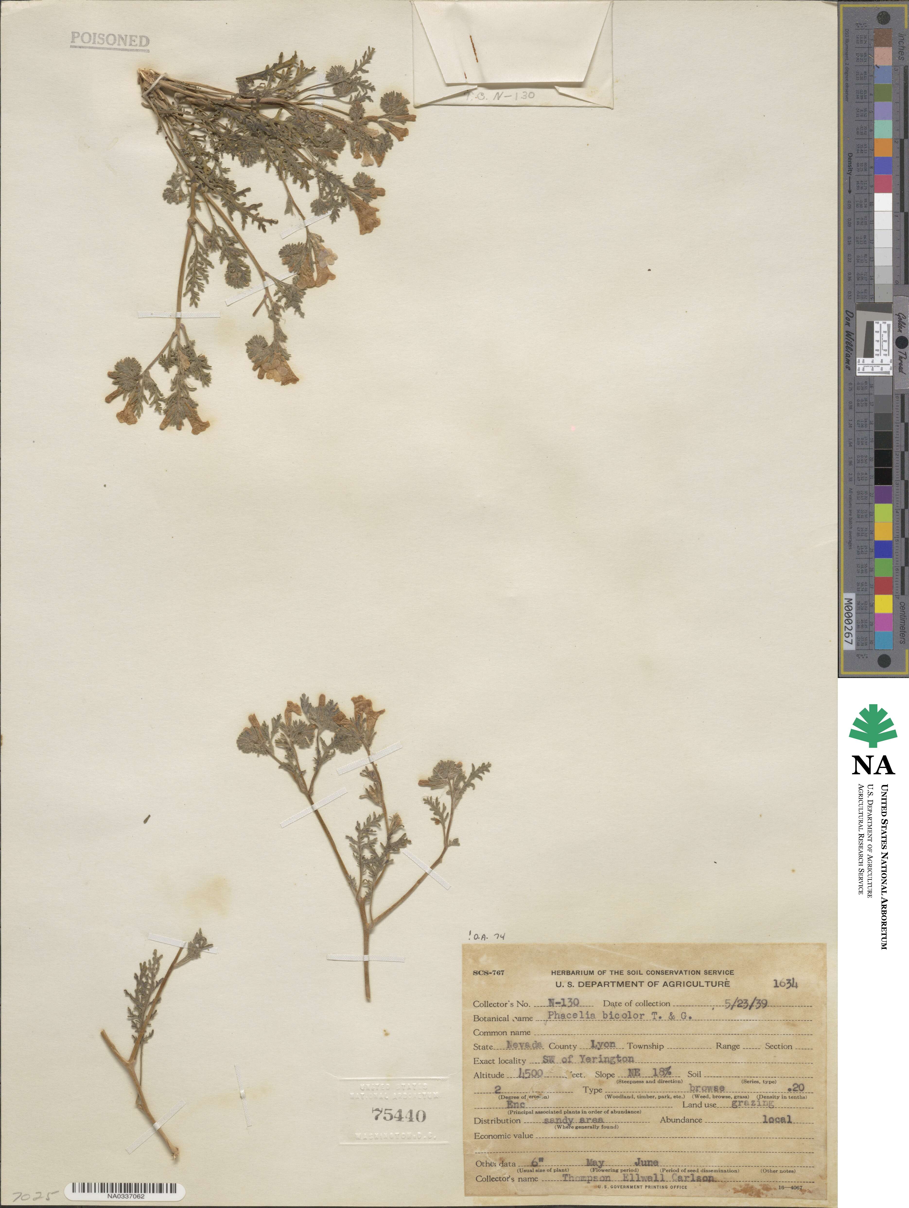 Phacelia bicolor image