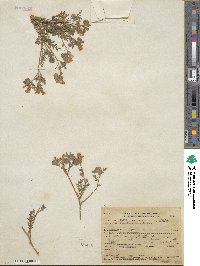 Phacelia bicolor image