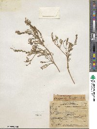 Phacelia bicolor image