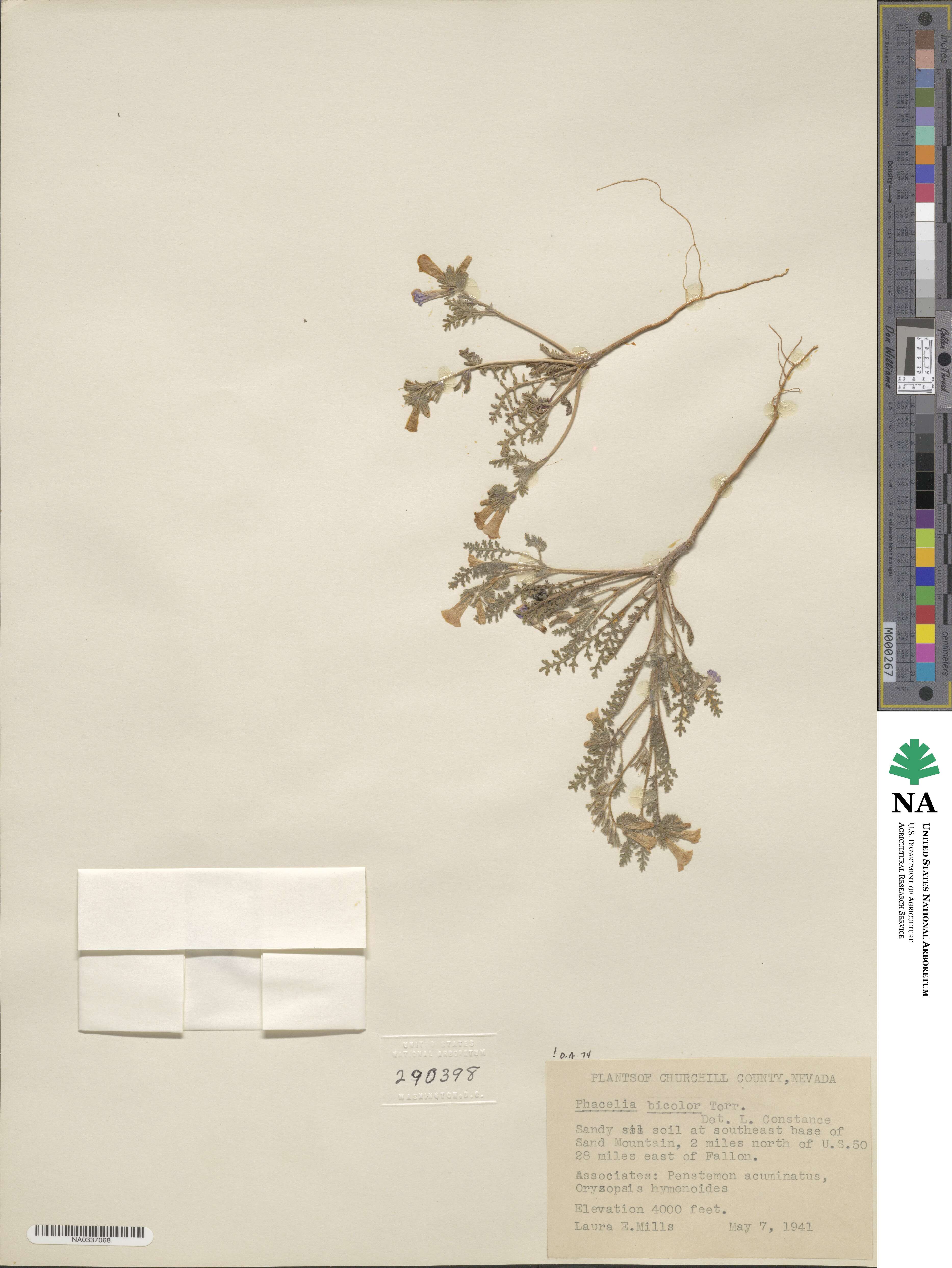 Phacelia bicolor image