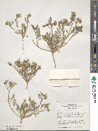 Phacelia bicolor image