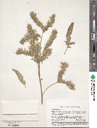 Phacelia ciliata image