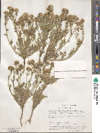 Phacelia ciliata image