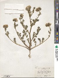 Phacelia ciliata image