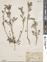 Phacelia ciliata image