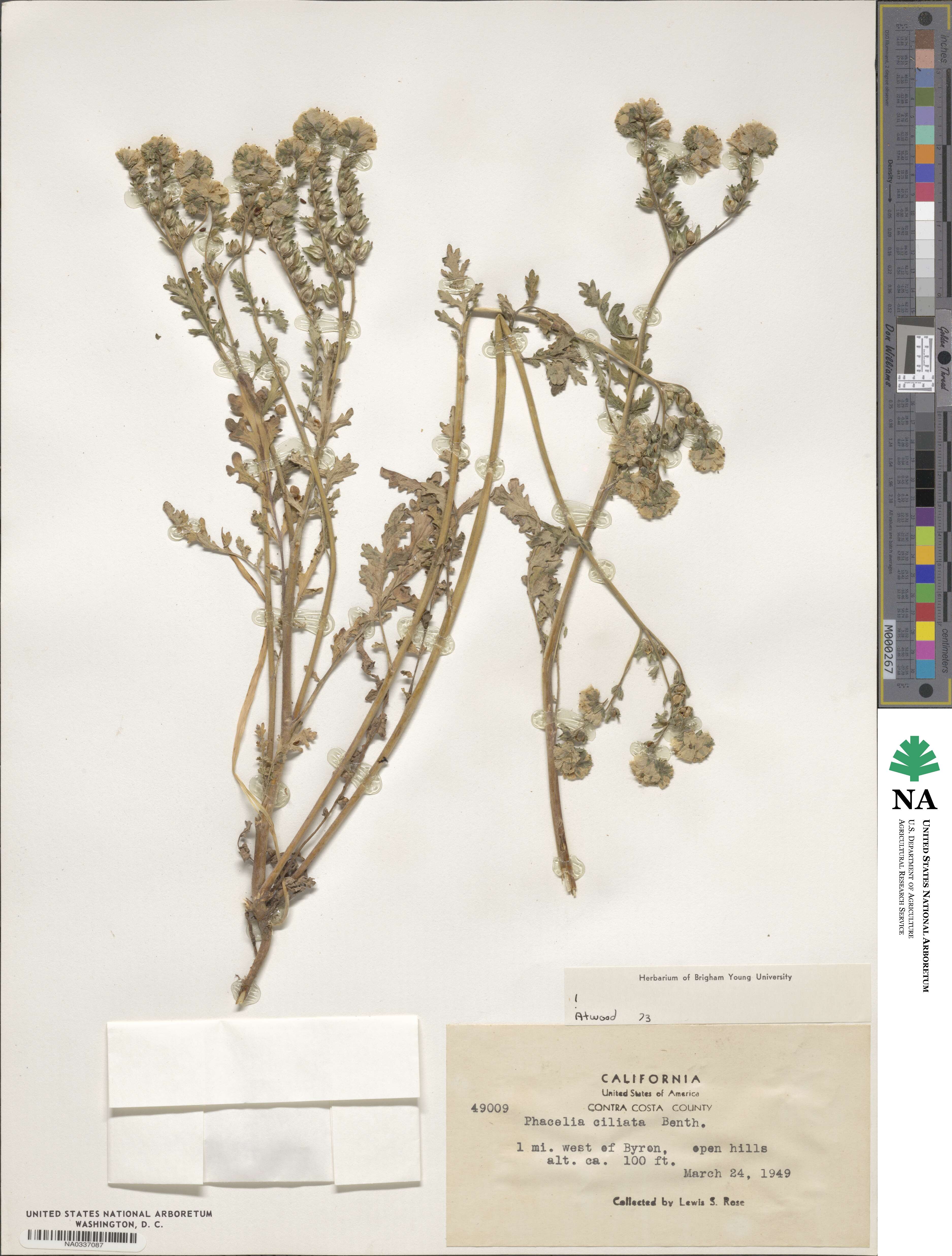Phacelia ciliata image