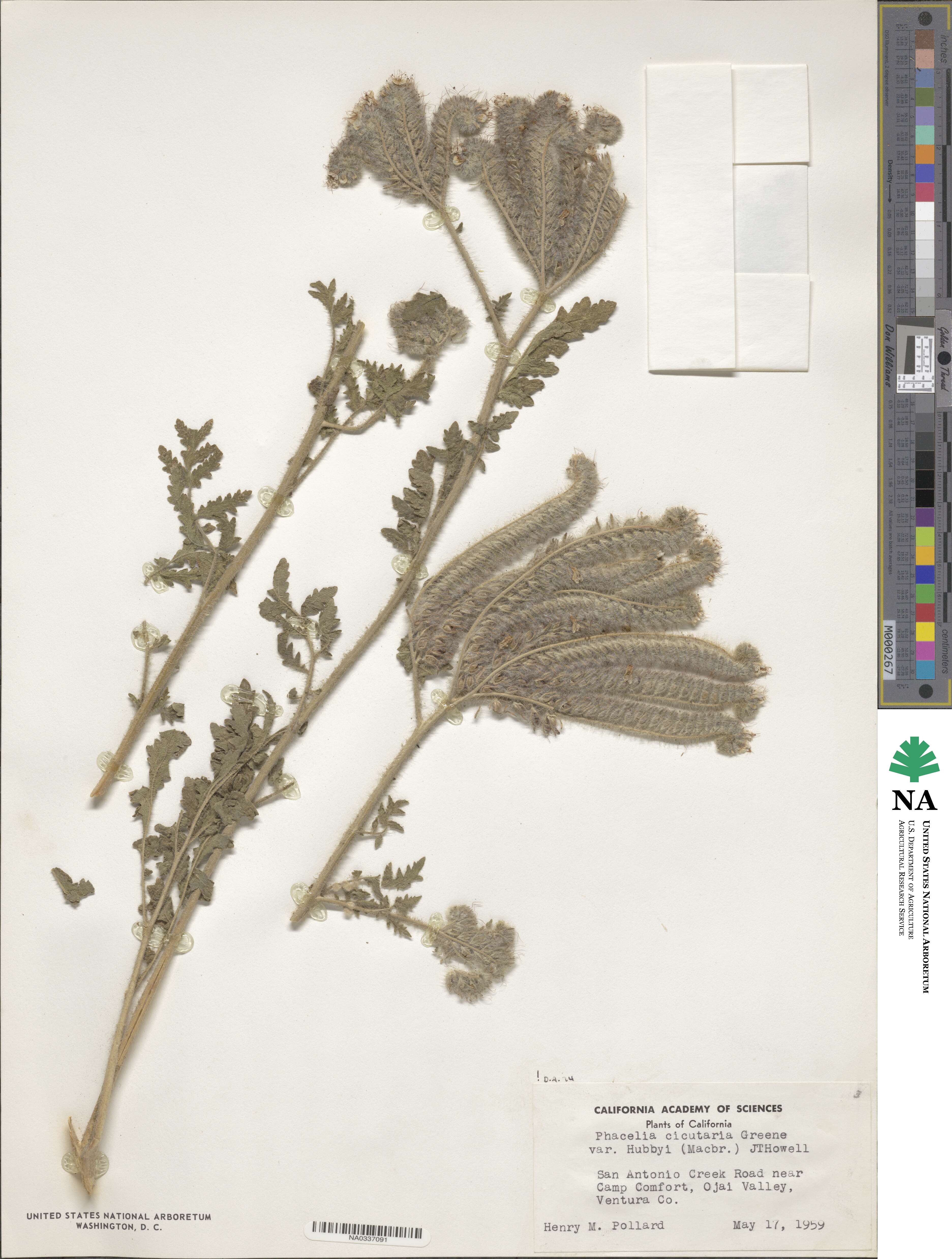 Phacelia hubbyi image