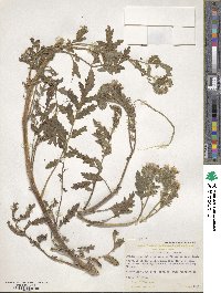 Image of Phacelia cicutaria