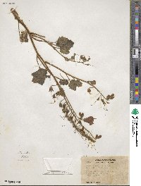 Image of Phacelia campanularia