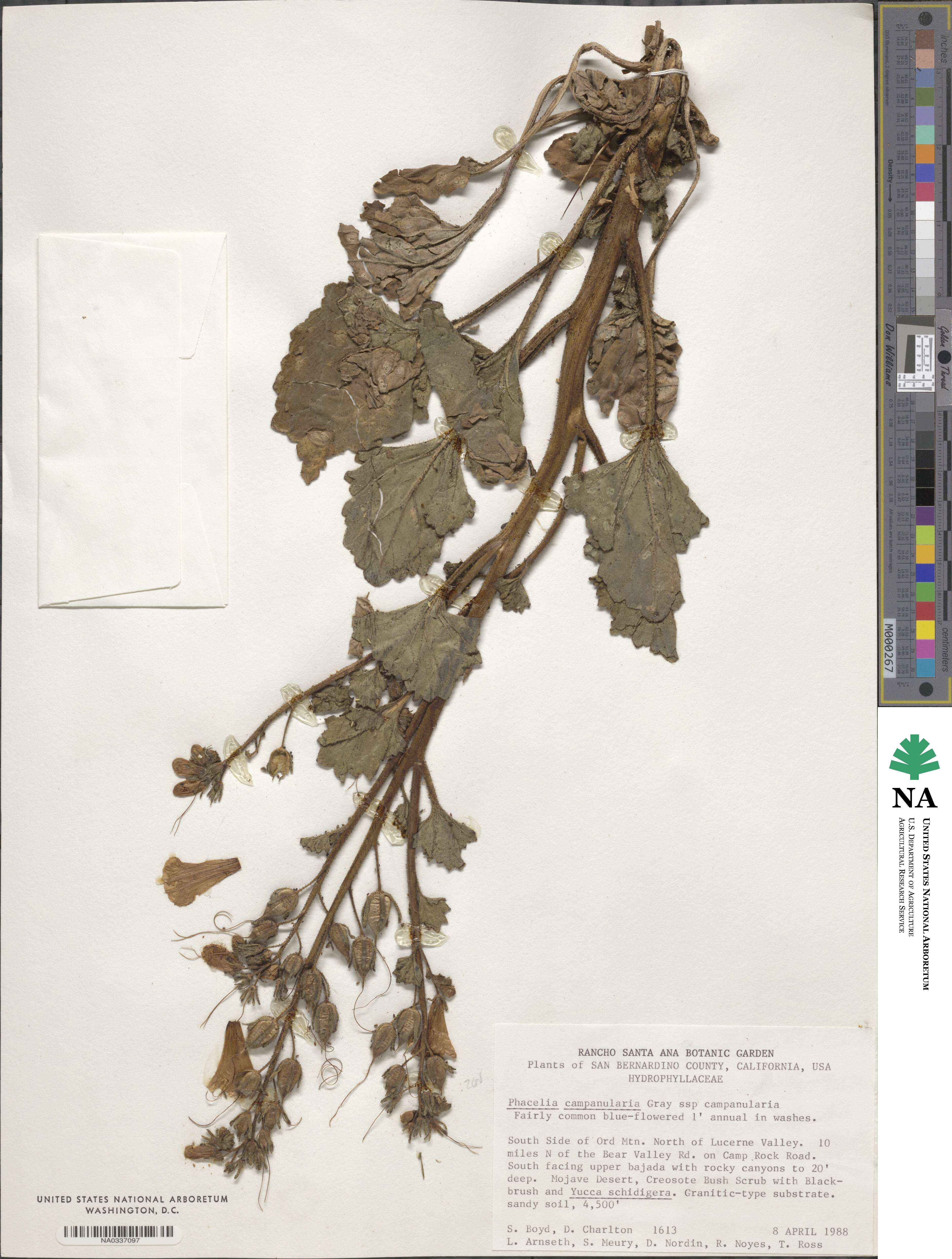 Phacelia campanularia image
