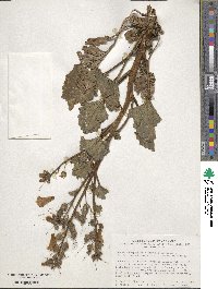 Phacelia campanularia image