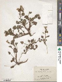 Phacelia campanularia image